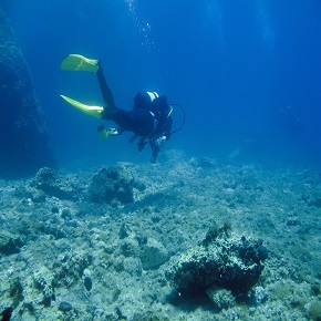 diving adriatic sea sarp antropoti